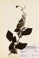 藏品(波葉山螞蝗)的圖片